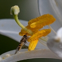 blume D35_4385 als Smartobjekt-1 kopieren als Smartobjekt-1 kopieren